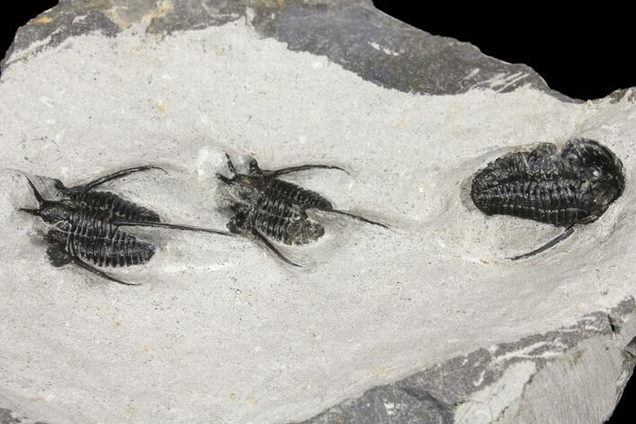 Bargain Devil Horned Cyphaspis Walteri Trilobite Cluster #154677